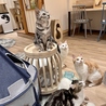 CAT CAFE 美観neko ビカンネコのおすすめポイント1