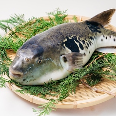 心撃の虎ふぐの特集写真