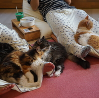 全員人懐こいネコちゃん達♪