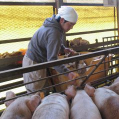 生産者から直送★香川県産豚