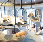 猫カフェ MOCHA モカ 渋谷センター街店の詳細