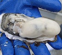 石巻産孤崎産の殻付牡蠣は年中新鮮に味わえる！
