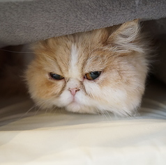 ~ネコちゃん紹介~もなか