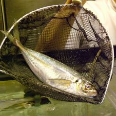 さかな道楽 亀戸店のおすすめポイント1