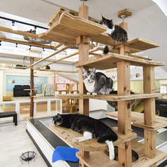 Cat&Animal Cafe Noah s Ark ノアズアーク 祇園店の雰囲気1