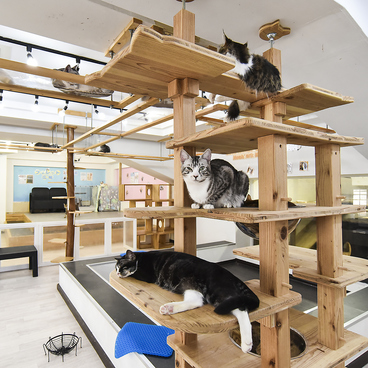 Cat&Animal Cafe Noah s Ark ノアズアーク 祇園店の雰囲気1