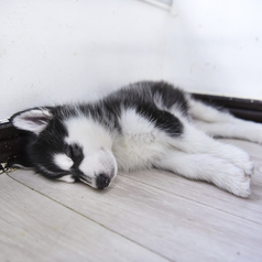 Cat&Animal Cafe Noah s Ark ノアズアーク 祇園店の雰囲気2