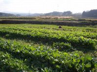 農家のこだわり無農薬野菜