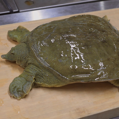 すっぽんそば喜鈴 小牧 和食 ネット予約可 ホットペッパーグルメ