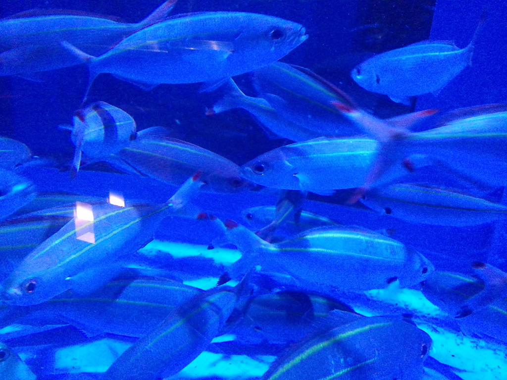 生け簀の自社船釣り天然活魚