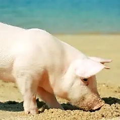 愛情込めて育てたレモンポーク、至福の一皿。