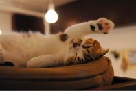 アイドル猫のひなちゃん♪