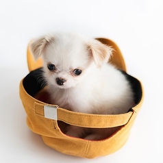 伊太利食房 ZenZero 神宮店のコース写真