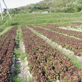 地元の契約農家★栄養たっぷり安心安全♪