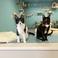猫カフェ 猫伝説の町　Cat Cafe  Meow Legend