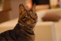 ミーシスの「美しい男」