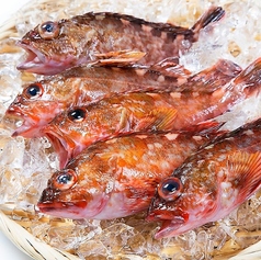 カサゴの活き造り 1尾