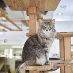 可愛い猫ちゃんたちが待つ癒しの空間。人が大好きな子から猫ちゃん同士で遊ぶのが好きな子まで、個性豊かなスタッフ猫ちゃんが皆様をお迎えいたします。当店には保護猫たちがお店で暮らしながら、新しい家族を探しております。