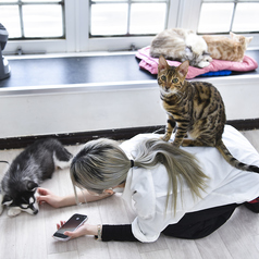 初々しい猫ちゃんたちがお客様を温かくお迎えし、触れ合いを通じて心癒される体験を提供します。猫と遊びながら日常を忘れ、心休まるひとときをお楽しみいただけます。友人との楽しいおしゃべりやちょっとした休憩にも最適◎可愛い猫ちゃんたちを眺めながら、心温まる時間をお過ごしください。