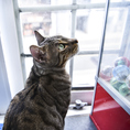 猫カフェが初めての方も大歓迎★アットホームな雰囲気の中で、心温まるひとときを過ごしてみませんか？ぜひ、お気に入りの推し猫を見つけて、至福のひとときを。