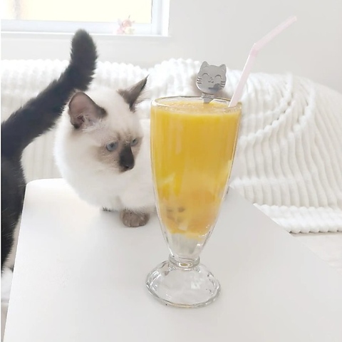 かわいい猫ちゃんたちと心和む時間を過ごせるアットホームなカフェ空間♪