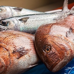 漁港直送！旬の鮮魚と肉厚な土佐名物うつぼ料理を堪能の写真