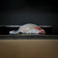 料理メニュー写真&nbsp;天草産天然鯛