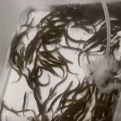 【活魚貝】どじょうの唐揚げ