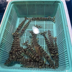 木鶏のおすすめ料理3