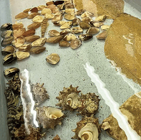 新鮮な海の幸が勢ぞろい