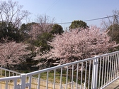 王子公園の桜が眺められます♪お花見の後には当店にもお越しください。