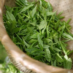 玉露入り緑茶割