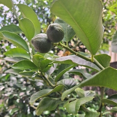 カフェクローバーのおすすめドリンク2