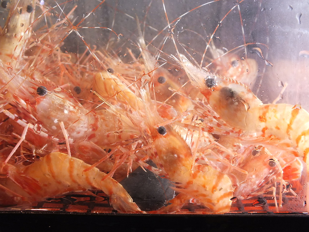 店内では新鮮な海老が...！いけすから揚げて新鮮なご提供★新鮮美味な魚介をリーズナブルに。