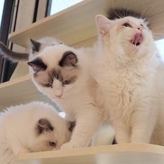 猫カフェ クラウド 高田馬場店の雰囲気3