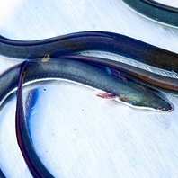 こだわりの「水」と「餌」で徹底管理しております