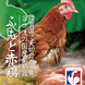『栄』は佐賀県産ふもと赤鶏を使用！