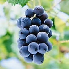 牛窓ハイボール(巨峰)