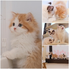 猫カフェ クラウド 高田馬場店のコース写真