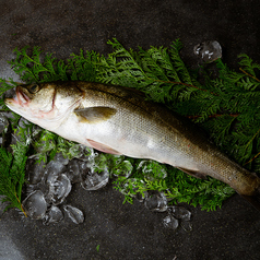 鱸（東京湾、瀬戸内、九州、北海道）
