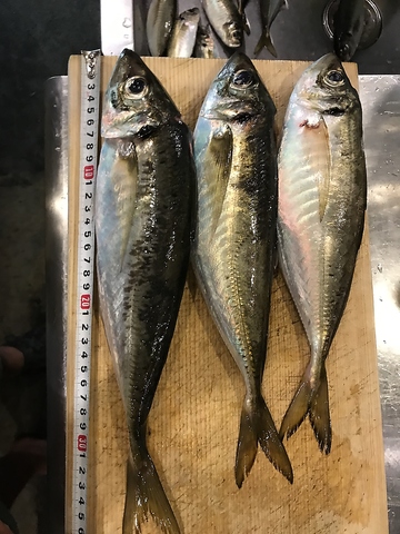 和食 魚幸 南行徳のお席