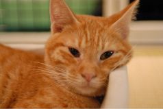 Cat cafe Miysis キャット カフェ ミーシス 猫カフェのおすすめポイント1