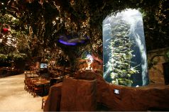 レインフォレストカフェ イクスピアリ舞浜(ディズニーランド/洋食