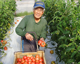 高知県　リグリ農園のトマト