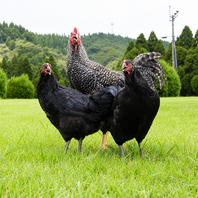 朝締め黒薩摩鶏を味わう鹿児島地鶏の逸品