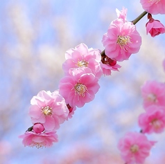 雪梅花 菜根譚のコース写真