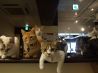 Cat cafe Miysis キャット カフェ ミーシス 猫カフェのおすすめポイント2
