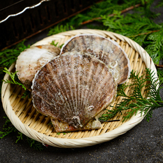 帆立（北海道・オホーツク、噴火湾、青森・陸奥湾、三陸沿岸）