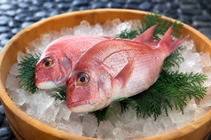 愛媛といえば鯛！瀬戸内産真鯛を存分に楽しんで頂けます
