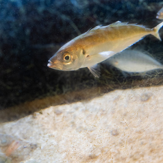 今朝どれの鮮魚をランチでもリーズナブルに堪能できます